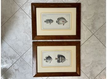 Two Trowbridge Gallery Framed Fish Prints, Paid $720