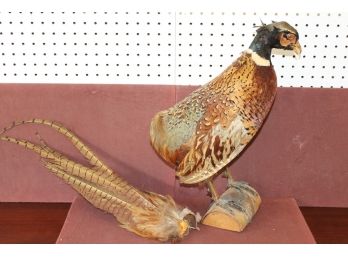 REAL Taxidermy Pheasant BIRD - Large Feathered Tail Is Detached