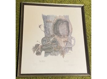 Framed Gray Squirrel Print