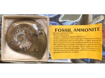 Polished Fossil AMMONITE With Information