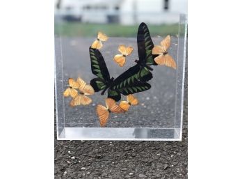 Vintage Butterfly Display Case