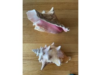 Two Large & Beautiful Ocean Conch Shells