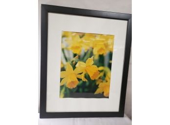 Yellow Daffodil Matted And Framed Photograph