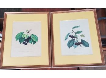 Vintage Botanical Fruit Artwork-  Framed Cherry Prints