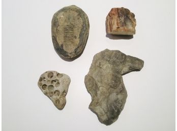 Four Piece Fossil Group With Petrified Wood Section