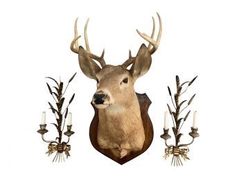 Mounted White Tail Deer Head (sconces Not Included)