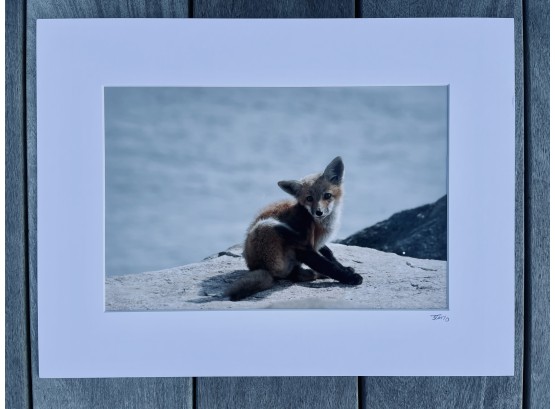 Adorable Baby Fox Photo With Mat