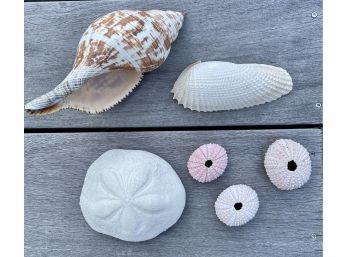 Various Beautiful Shells