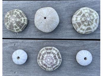 Large Sea Urchin Shells