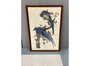 Large Framed Colombian Jay Princeton Audubon Limited Edition Print  Retail $400 Unframed