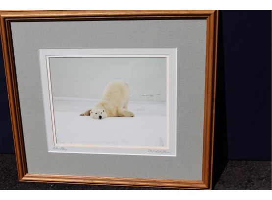 Polar Bear Play Photo By Ted Schiffman