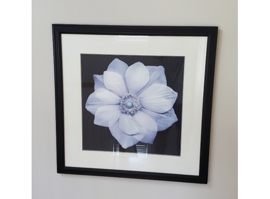 Beautiful Large Flower Blossom Professionally Framed & Matted Print