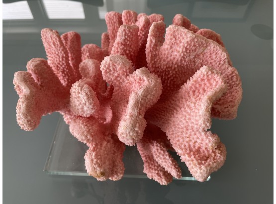 Beautiful Decorative Piece Of Pink Coral - Substantial Sized With Lots Of Lovely Surfaces