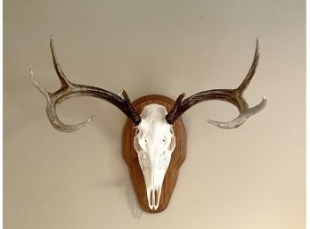 Mounted White Tail Deer Skull & Antlers
