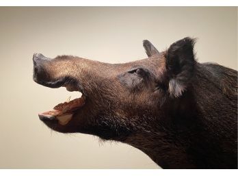 Taxidermy Wild Boar