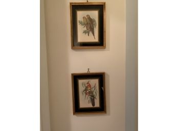 Two Pictures Of Two Parrots Matted Framed Glass 7.75x9.75'