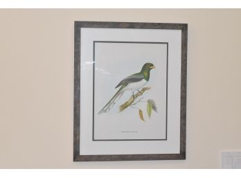 Trogon Gigas Print Double Mated, Framed With Glass 18x22