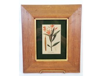 Vintage Framed Floral Botanical Print