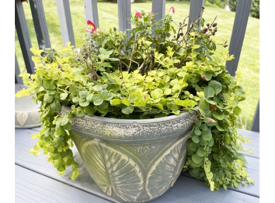 Planter With Live Plants