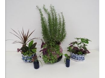 Lot Of 5 House Plants - Including Chinese Planters