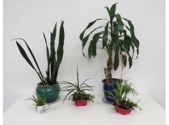 Nice Variety Of Large & Small Indoor Plants
