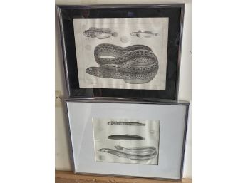 Two Framed Eel Prints