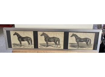 Framed Horse Engravings