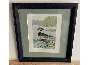 Framed Print Of A Wood Duck