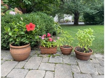 Collection Of Terracotta Planter Pots