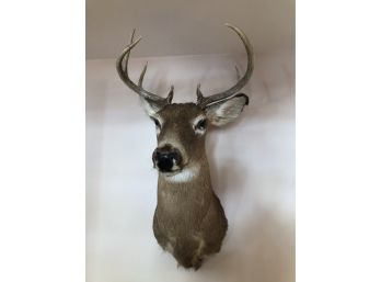 Deer Taxidermy Head #2