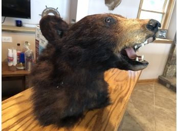 Black Bear Head Taxidermy Mount