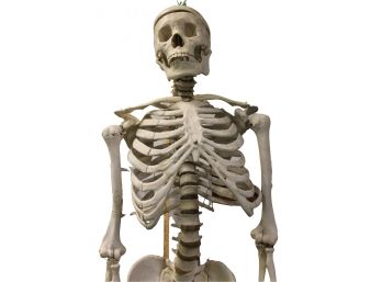 AMAZING Vintage 5 Feet Tall HUMAN MEDICAL SKELETON From Medical School - NOT Halloween Toy