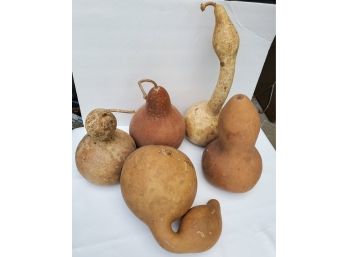 Assorted Fall Gourds