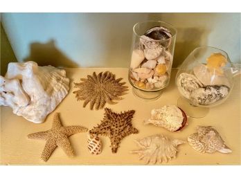 Collection Of Sea Shells & Starfish