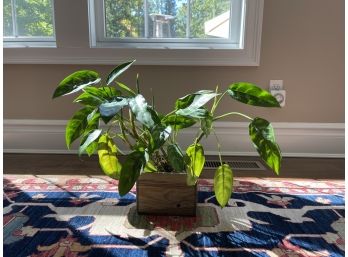 Plant 6 - Chinese Evergreen