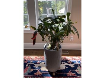Plant 9 - Croton