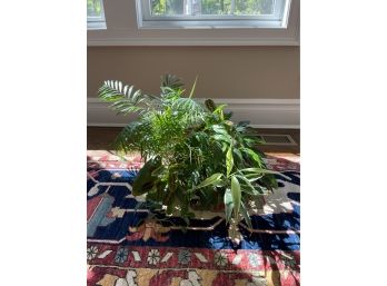 Plant 5 - Mixed Planter With Parlor Palm, Prayer Plant, And Peace Lily