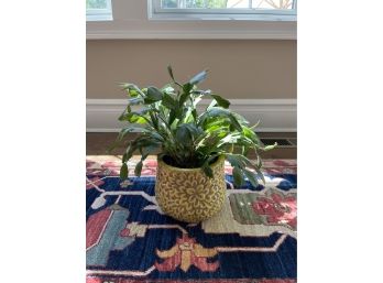 Plant 2 - Holiday Cactus