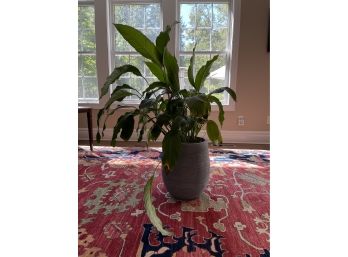 Plant 12 - Peace Lily