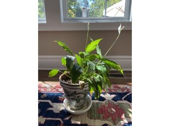 Plant 3 - Flowering Peace Lily