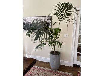 Plant 13 - Cat Palm Or Cascade Palm