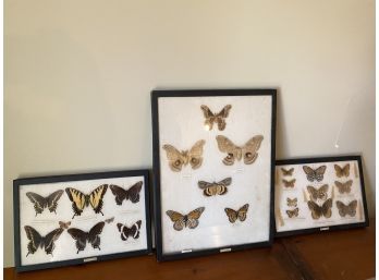 Framed Butterfly Specimens Collection