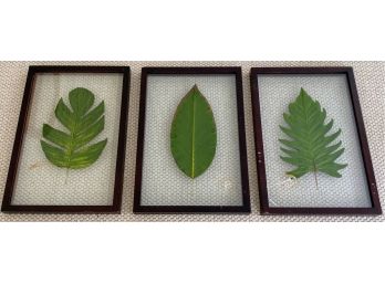 Framed Leaves