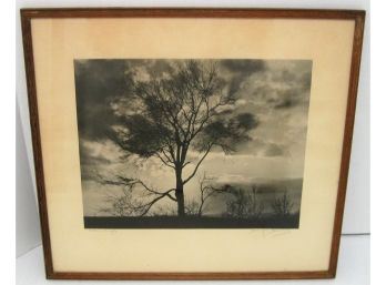 Danford Barney Signed Antique Photograph 'Storm Maple'
