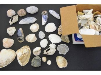 Box Full Of Seashells & Rocks