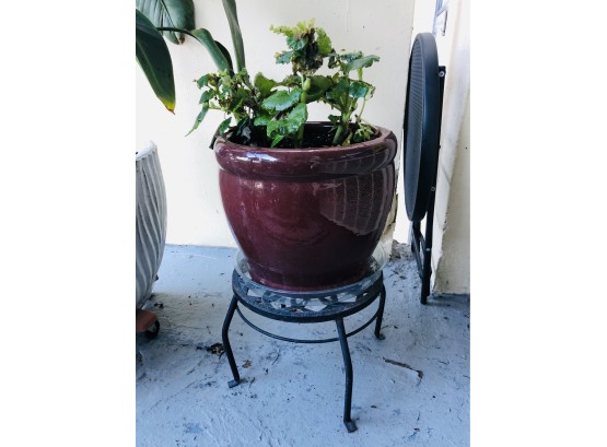 Brown Glazed Planter And Plant