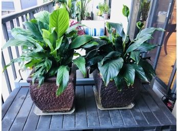 Pair Of Potted Plants