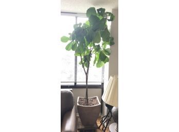 Large Potted Plant