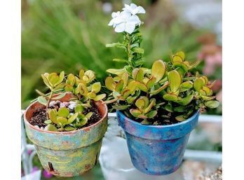 2 Pretty Speckle Painted Clay Pots With Plants, One Green, One Blue
