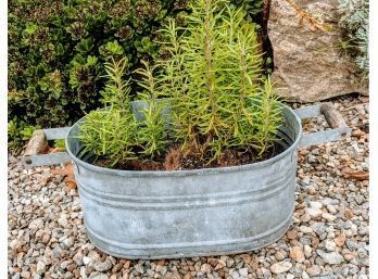 Oblong French Style Slate Metal Container With Three Rosemary Plants